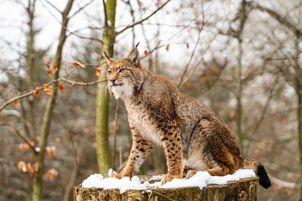Eurasian lynx in forest habitat