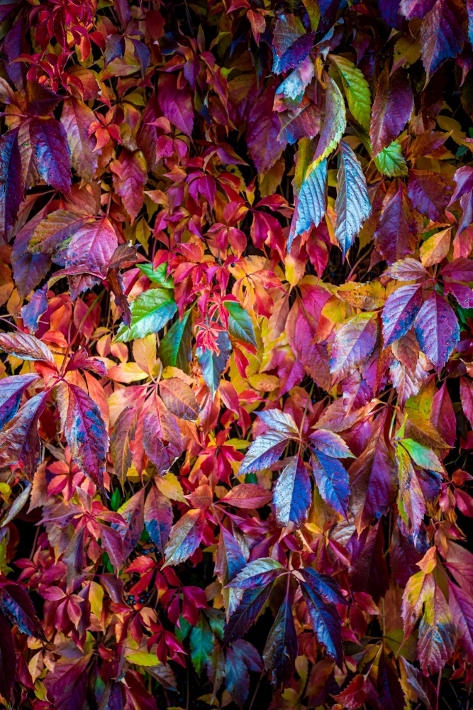 Autumn Pattern. Colorful autumn leaves