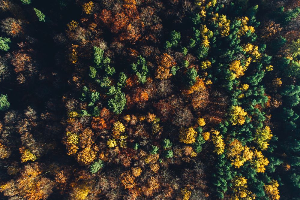 Autumn forest seen from the top view. Seasonal aerial view, nature, golden fall.. Autumn forest seen from the top view.