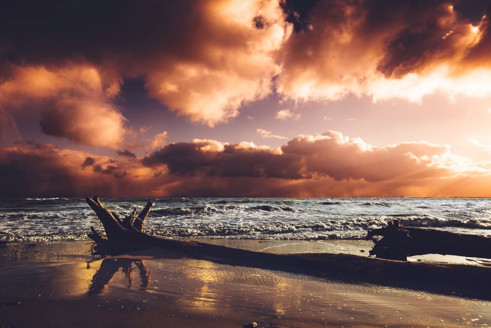 Seashore in the sunset after storm. Wild nature, beach and fallen tree. Cloudy dramatic sky.. Seashore in the sunset after storm.