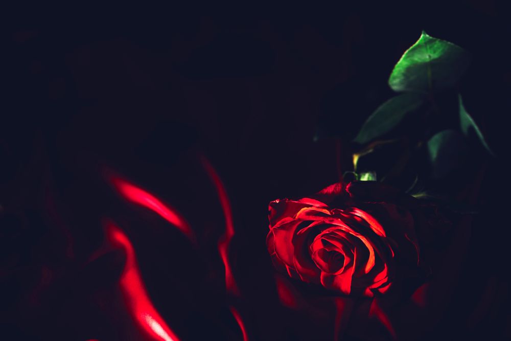 Red rose on silk background. Valentine&rsquo;s Day. Vintage romantic mood. Red rose on silk background