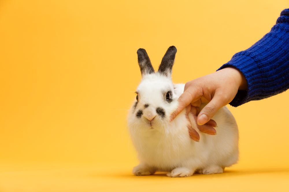 Woman&rsquo;s hand petting white bunny. Domestic animal, furry pet. Symbol of spring. Copyspace.. Woman&rsquo;s hand petting white bunny.