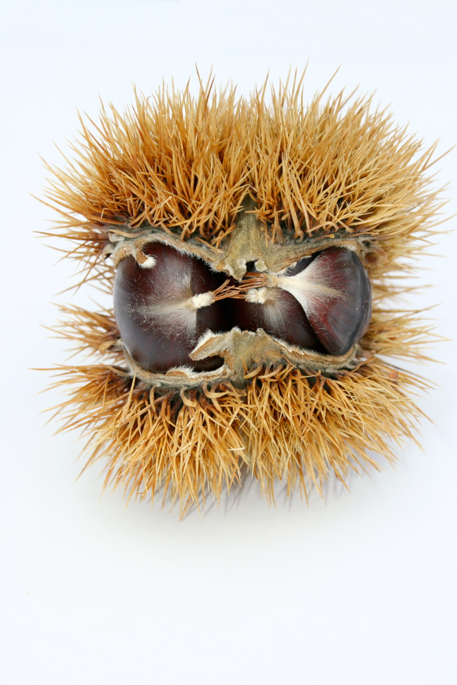 Some chestnuts Partly still in the fruit body