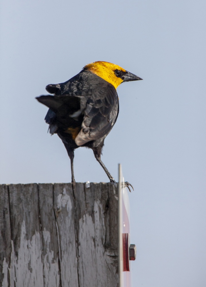 Yellow Headed Blackbird on a Post Canada