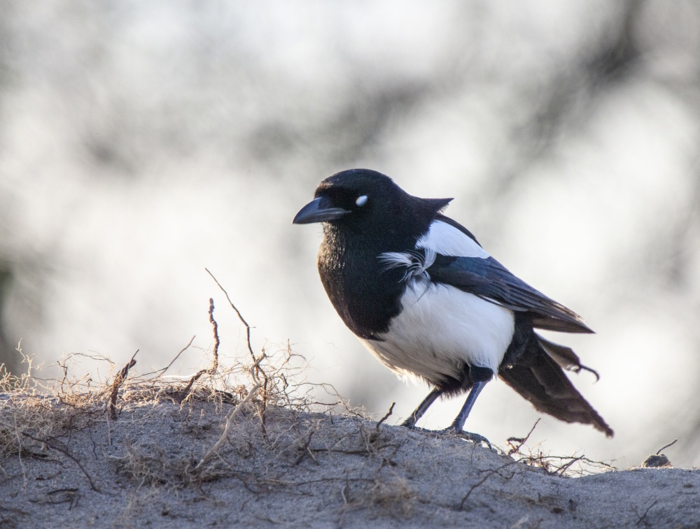 Magpie in Saskatchewan on a pile of dirt