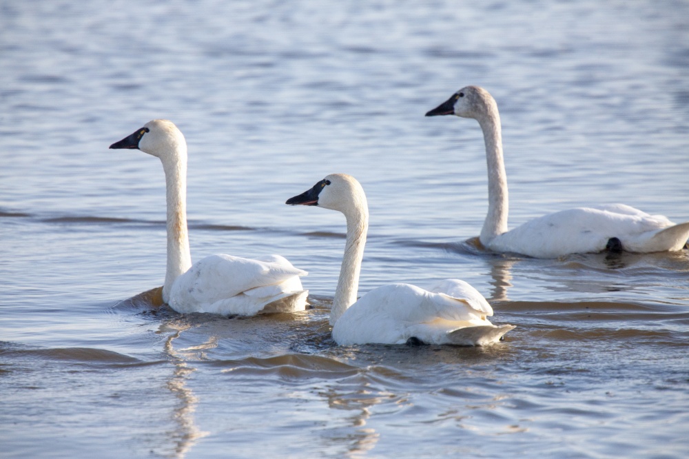 Tundra Swans Saskatchewan in a pond swimming