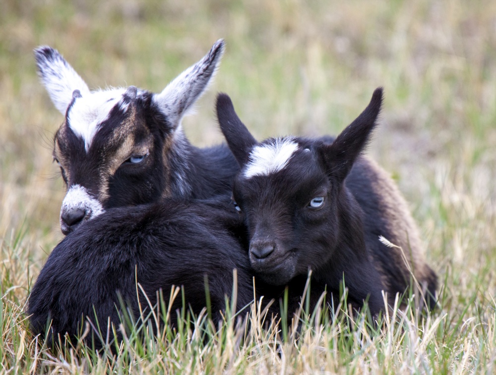 Baby Goats Saskatchewan intertwined in a field
