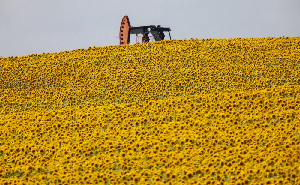 Sunflowers and Pumpjack in Prairie Saskatchewan Canada