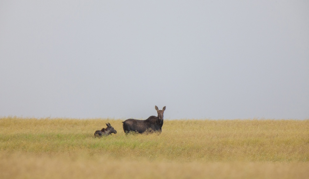 Moose and Baby in a field Saskatchewan Canada