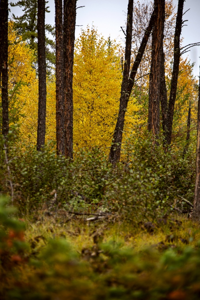 Autumn Northern Saskatchewan wilderness prestine rural scenic