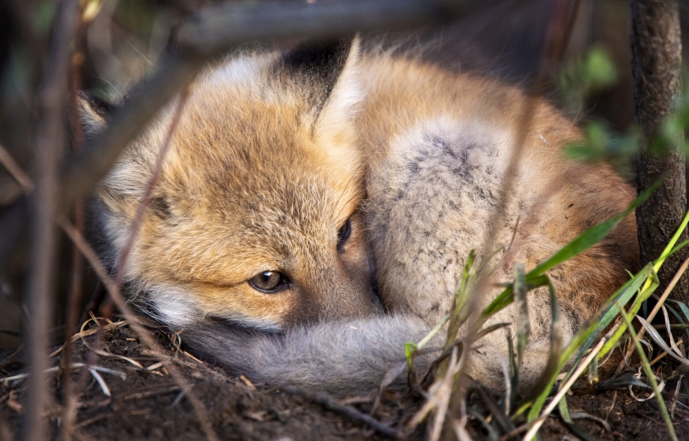 Fox laying  from Den Moose Jaw Saskatchewan
