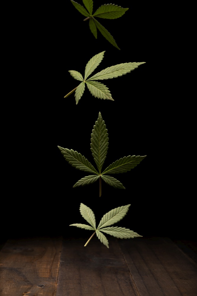 green fresh cannabis sativa leaf (marijuana) falling on rustic wooden table. Black background with copy space