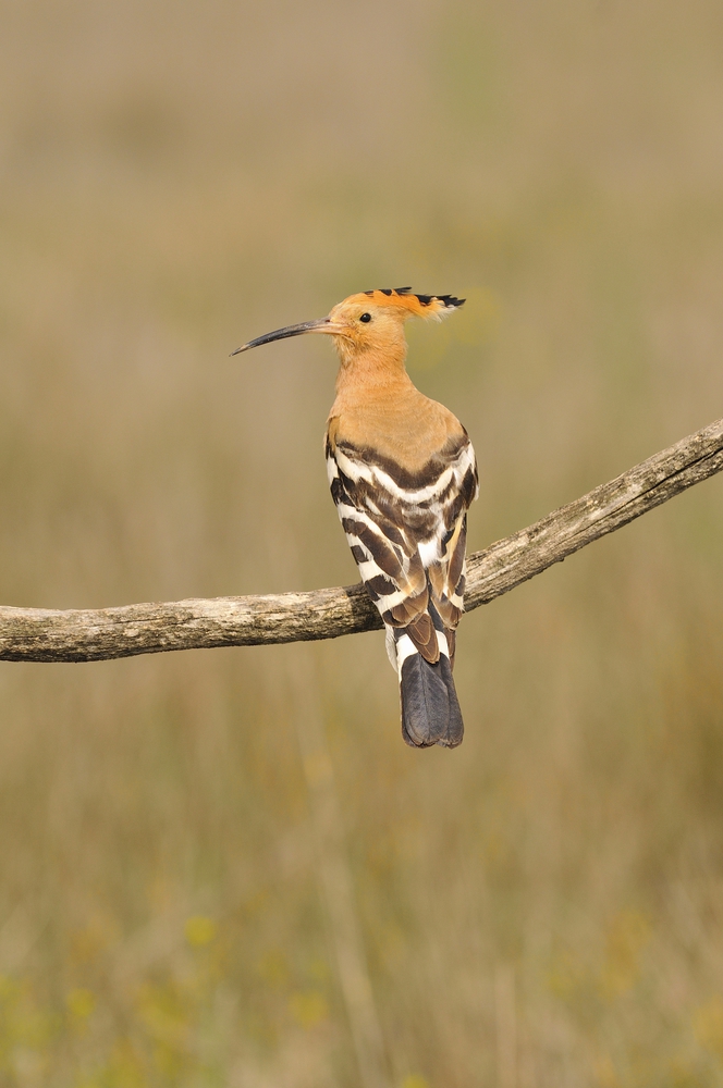 Eurasian Hoopoe or Upupa epops, beautiful brown bird perching on branch waiting to feed its chicks with brown background.