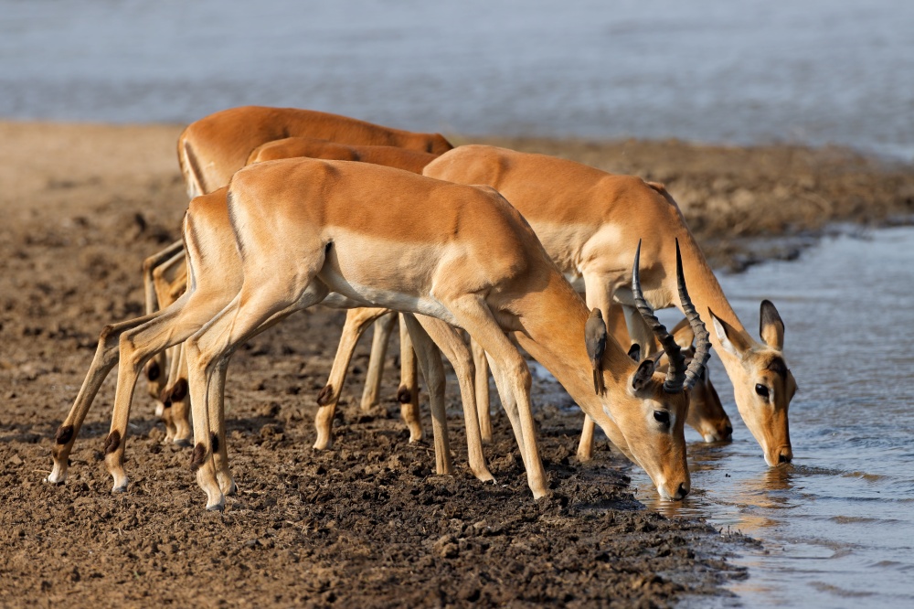 Impala antelopes (Aepyceros melampus) drinking water, Kruger National Park, South Africa