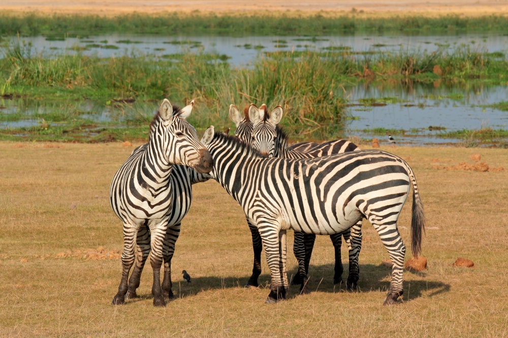 Plains zebras (Equus burchelli) in natural habitat, Amboseli National Park, Kenya