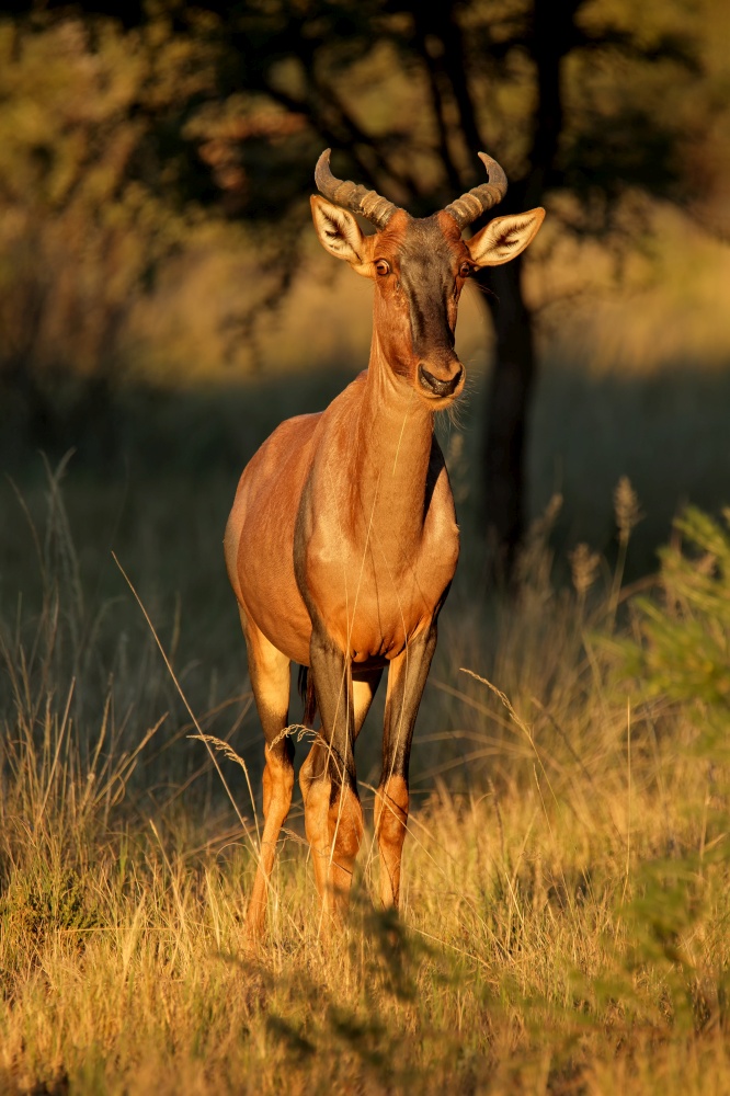 Rare tsessebe antelope (Damaliscus lunatus) in natural habitat, South Africa