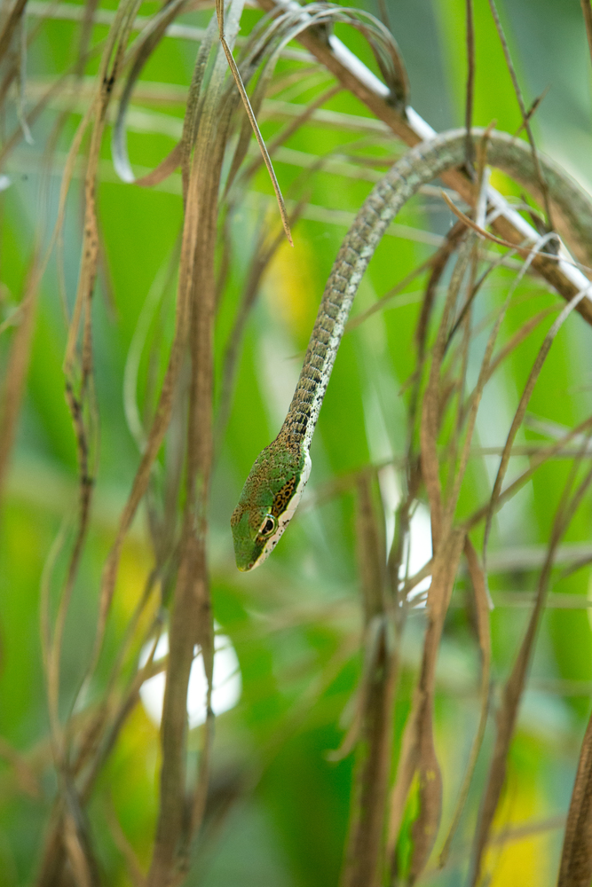 Rough Green Snake on Green Background - ???????????
