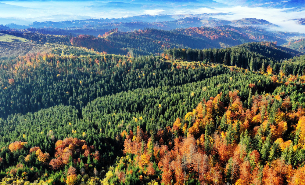 Carpathian mountain sunny landscape