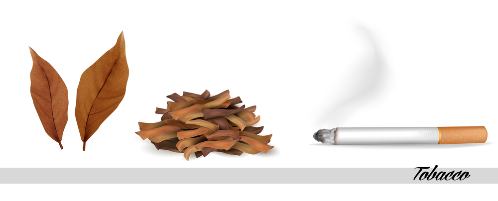 Dry tobacco leaves with cigarette. Vector