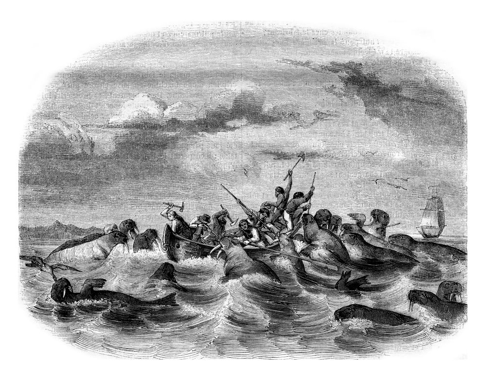 Fighting against sailors walruses, vintage engraved illustration. Magasin Pittoresque 1843.