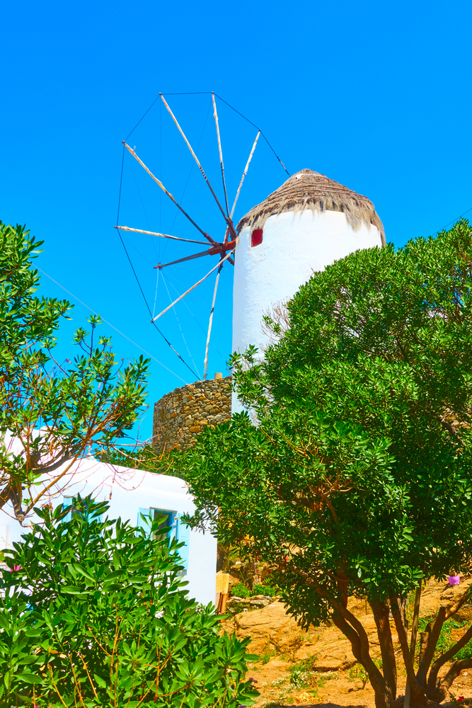 Old windmill and olive garden, Mykonos, Greece