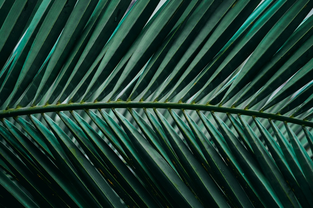green palm tree leaves in summertime , green background