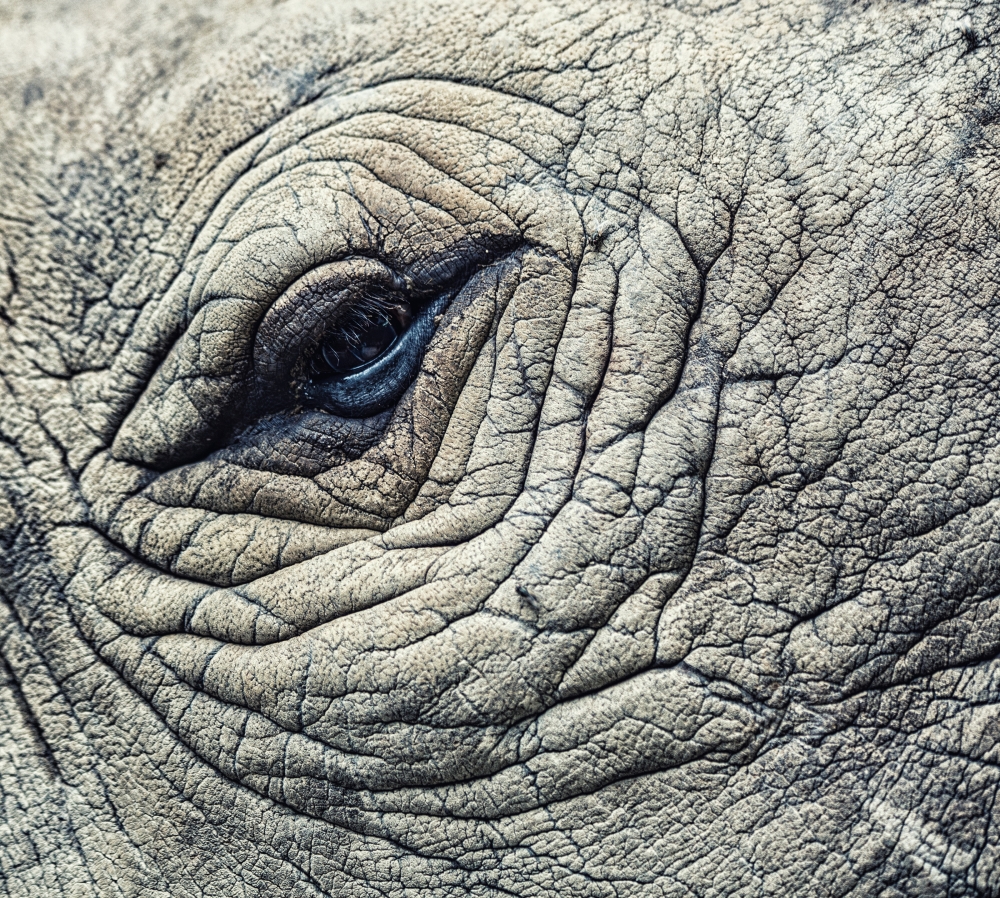 detail of a eye great one-horned rhinoceros.  rhino  eye