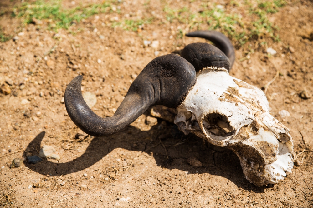 animal corpse, nature and wildlife concept - wildebeest antelope skull with horns on ground. wildebeest skull with horns on ground