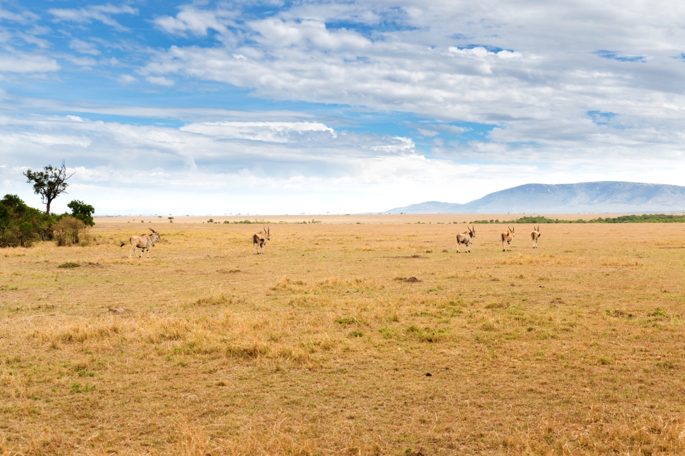 animal, nature and wildlife concept - eland antelopes herd grazing in maasai mara national reserve savannah at africa. eland antelopes grazing in savannah at africa