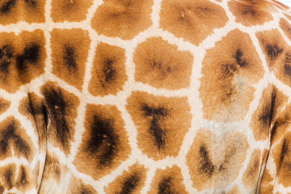 animal, nature and wildlife concept - close up of giraffe skin pattern. close up of giraffe skin pattern