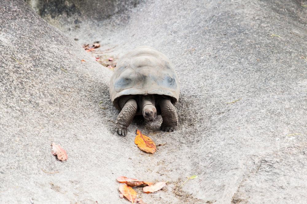 animals, fauna and nature concept - giant tortoise outdoors on seychelles. giant tortoise outdoors on seychelles. giant tortoise outdoors on seychelles
