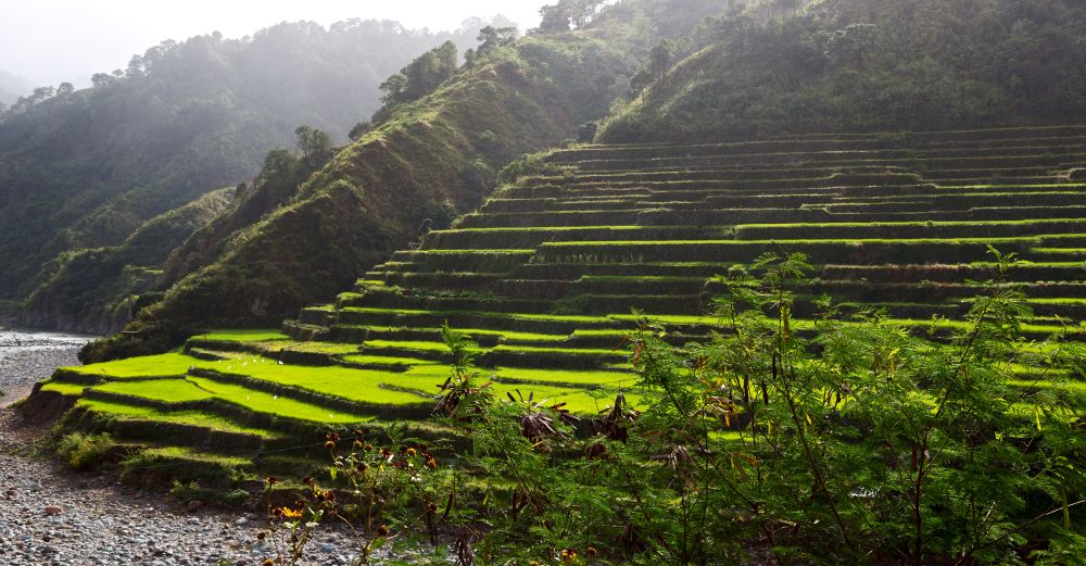 in  philippines  terrace field for coultivation of rice  from banaue unesco site