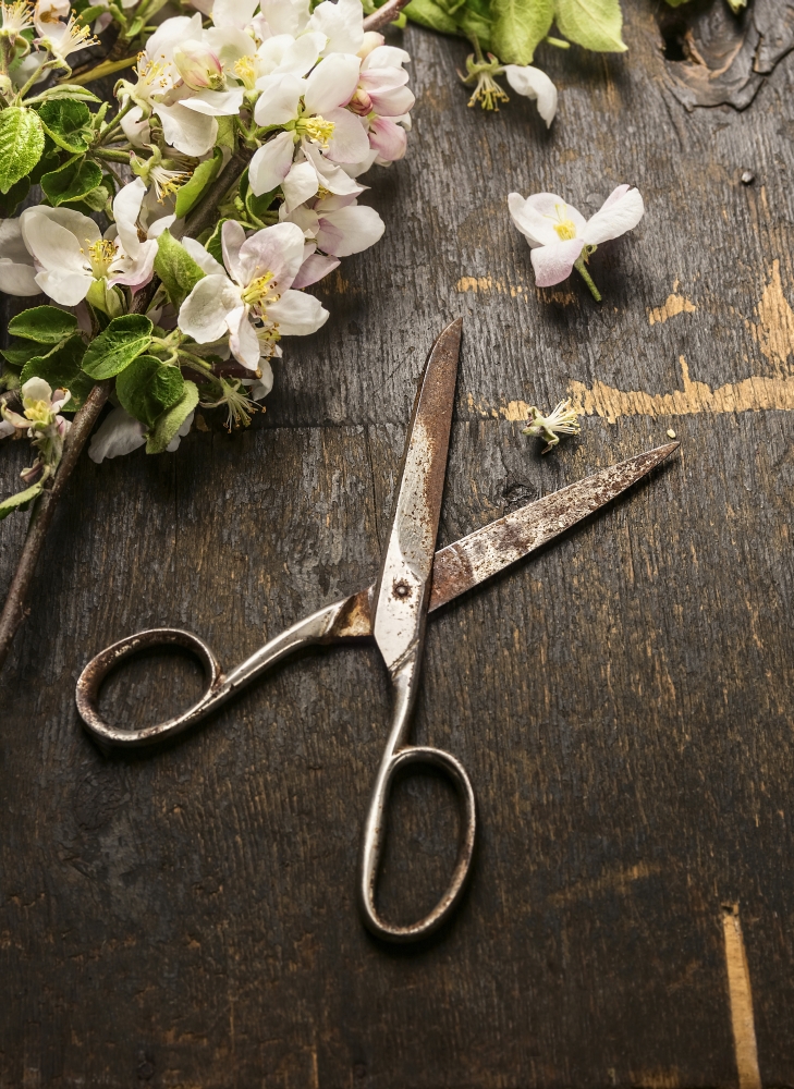 Old vintage scissors with garden blossom on dark rustic wooden background, close up