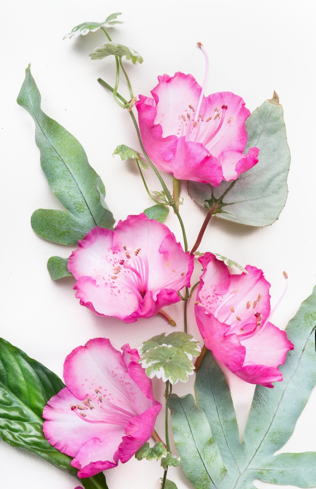 Pretty pink flowers with leaves on white background
