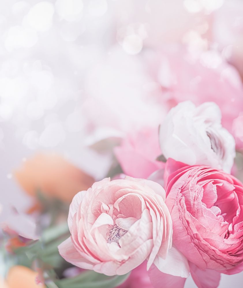 Close up of pastel pink flowers at bokeh background.  Festive greeting card