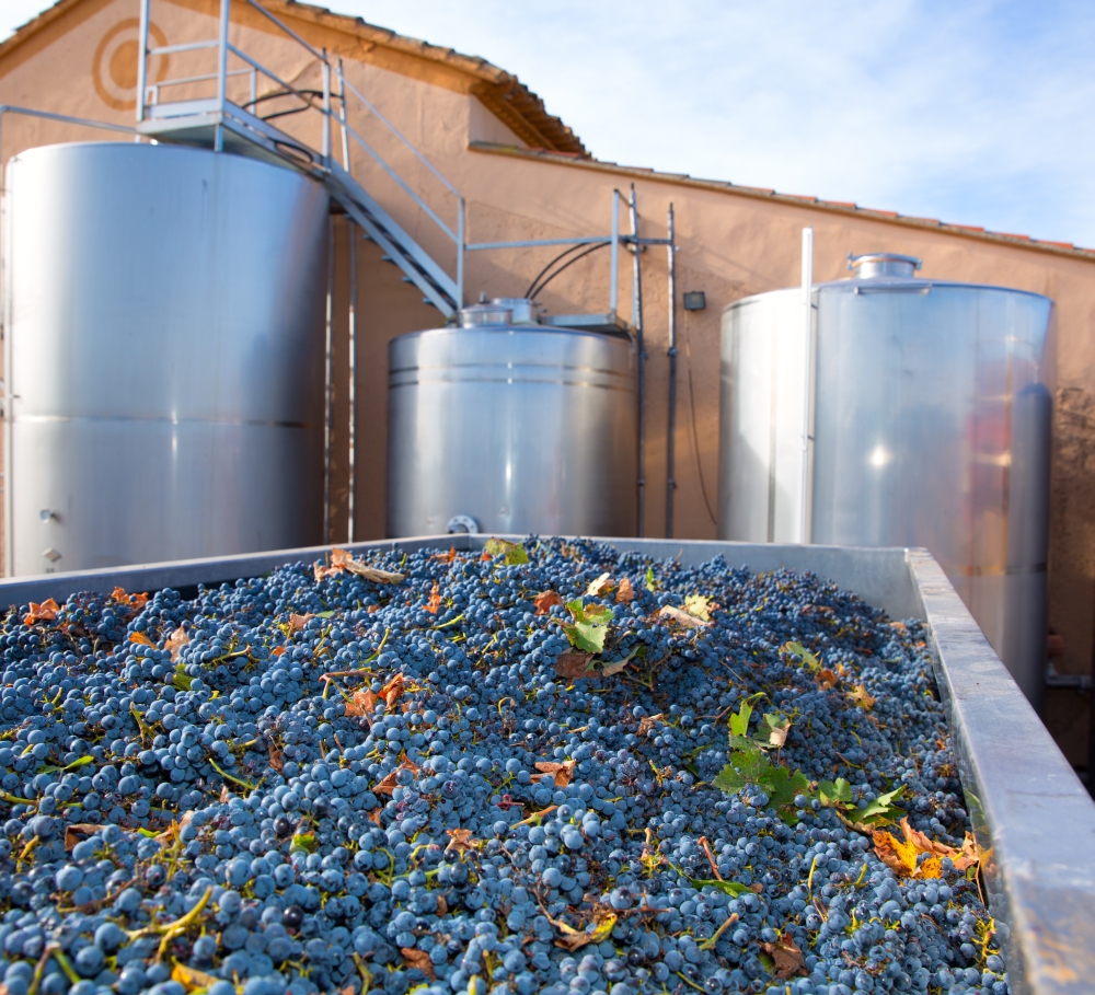 cabernet sauvignon winemaking with grapes and Fermentation stainless steel tanks vessels