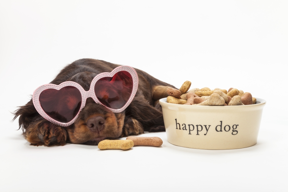 Cute Cocker Spaniel puppy dog laying down wearing pink heart shaped sunglasses by Happy Dog bowl of bone shaped biscuits