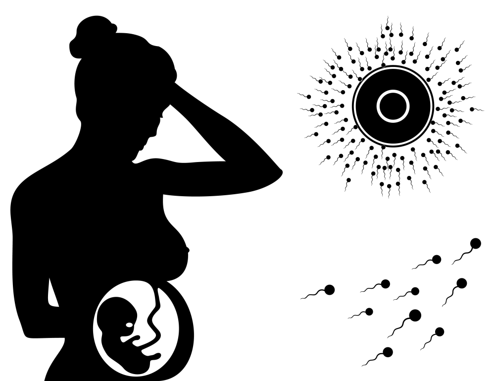 Pregnancy. Silhouette of the pregnant girl and conception. A vector illustration