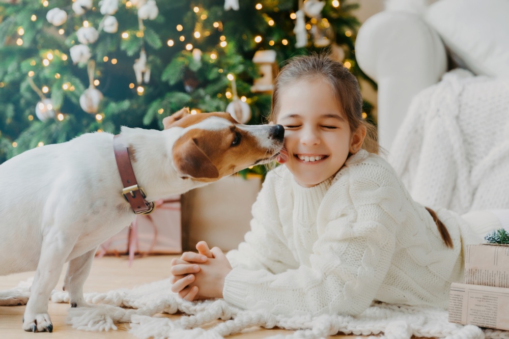 A joyful girl in a white sweater smiles as her Jack Russell Terrier lovingly kisses her cheek, with a Christmas tree backdrop