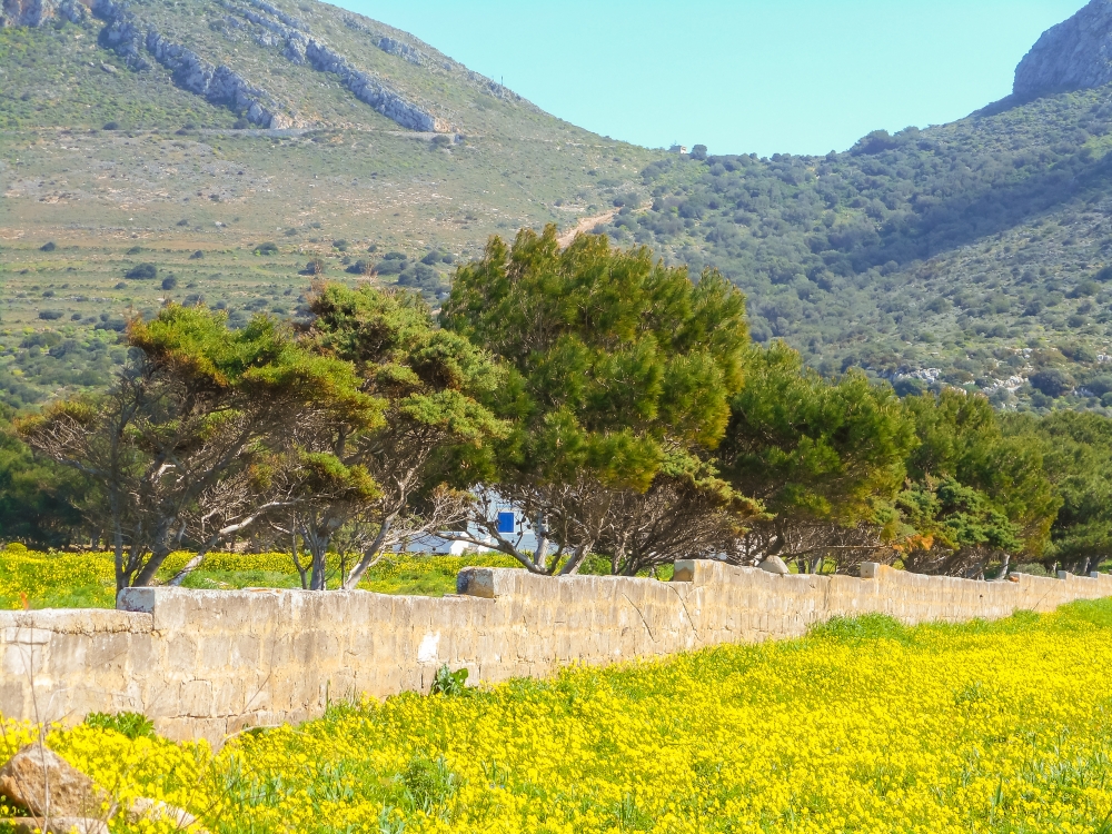Blooming spring meadow on the island. Favignana, Sicily