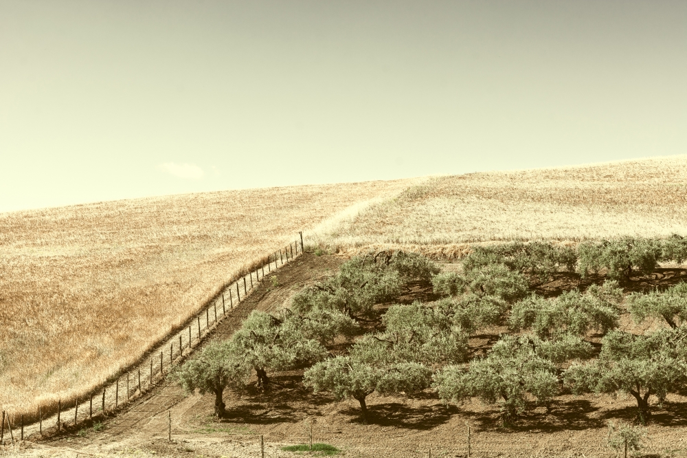 Olive Groves on the Plowed Sloping Hills of Sicily in Italy, Vintage Style Toned Picture