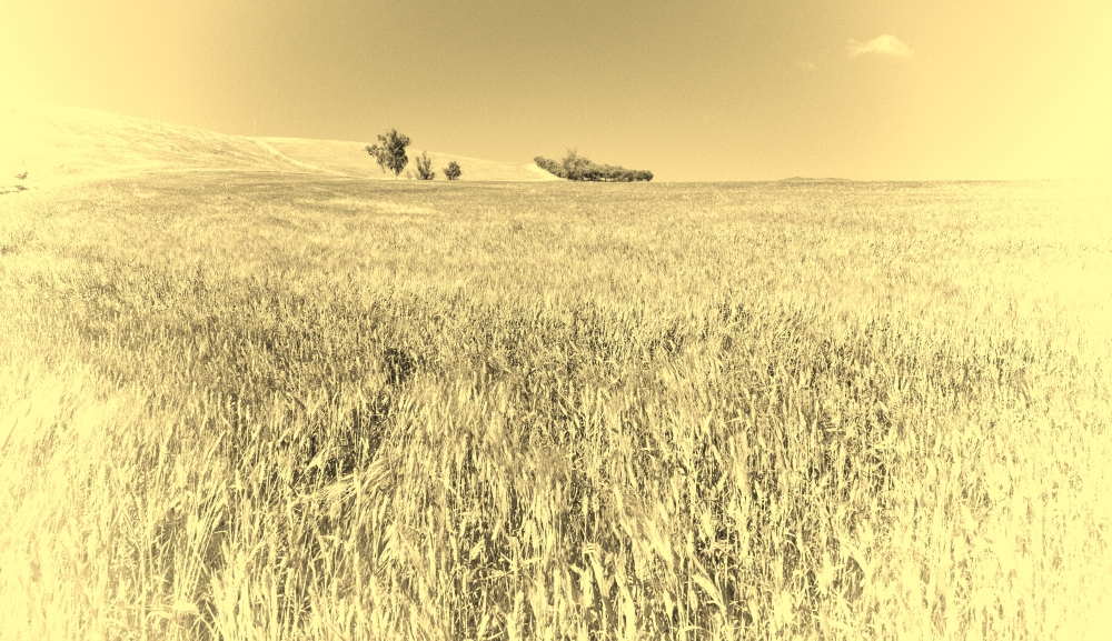 Wheat Fields on the Hills of Sicily, Retro Image Filtered Style